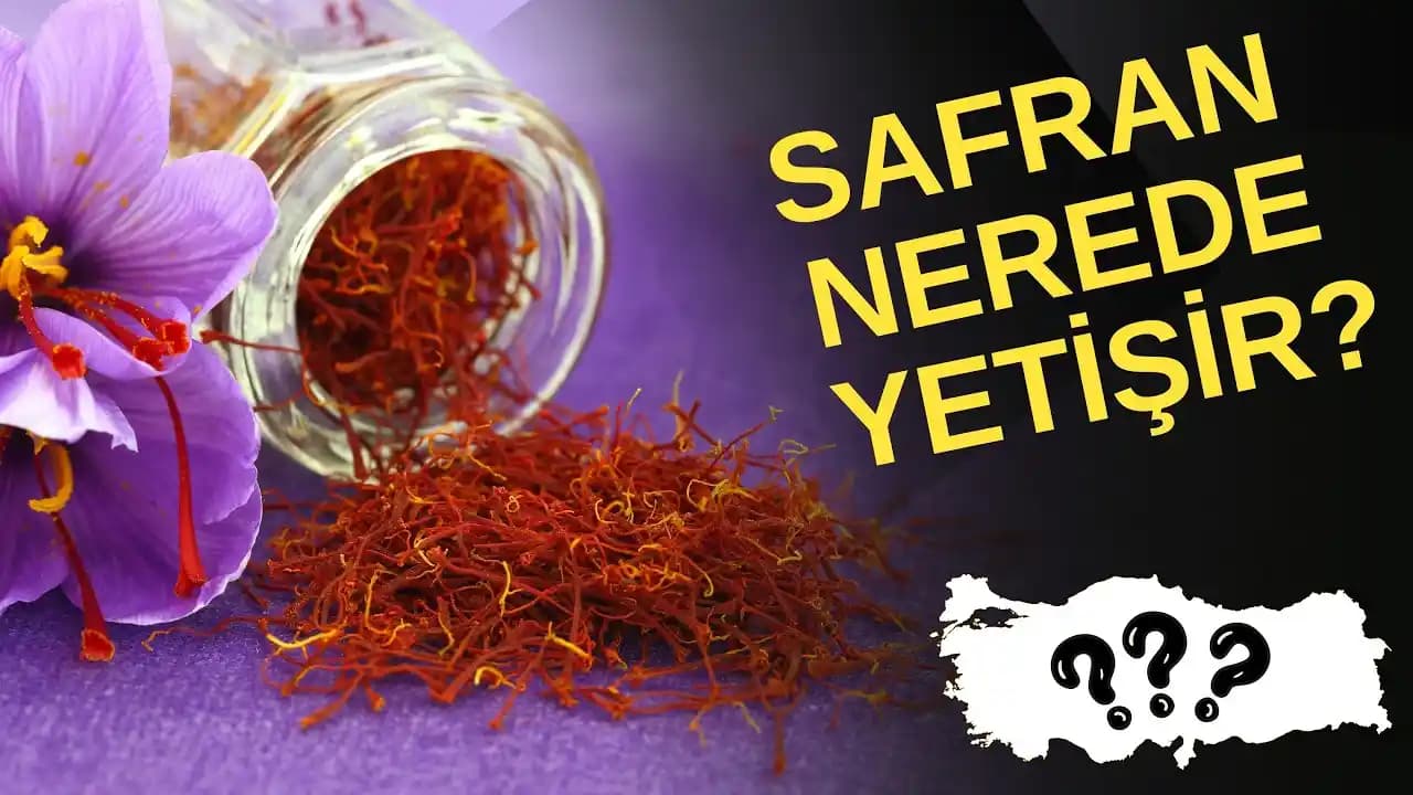 Safran Otu Nerede Yetişir? Arama Sonuçları ve Yetiştiricilik Bilgi Eksikliği