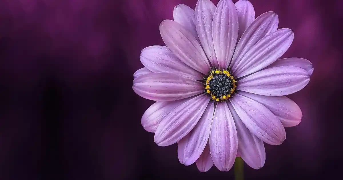 Tüm Cips Çeşitleri ve Atıştırmalık Tercihlerinde Çeşitliliğin Önemi