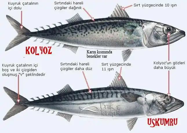 Uskumru Nedir? Özellikleri ve Kullanım Alanları Hakkında Genel Bilgi Eksikliği