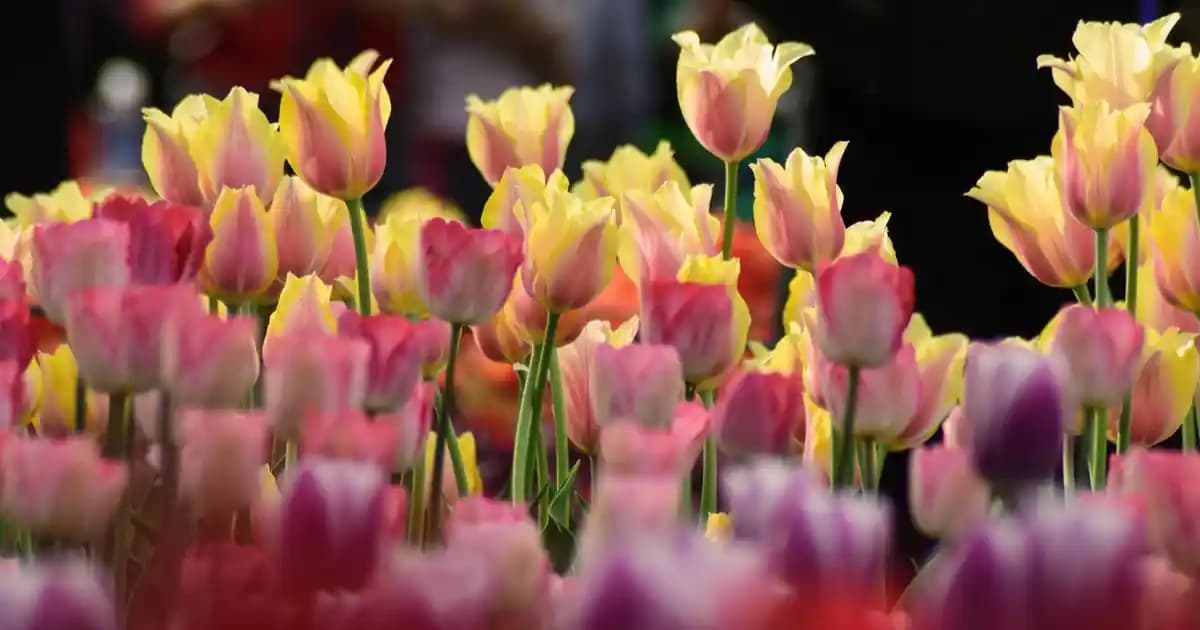 Yarım Kilo Havuç Kaç Adet? Boyut ve Ağırlığa Göre Değişen Miktar Bilgisi