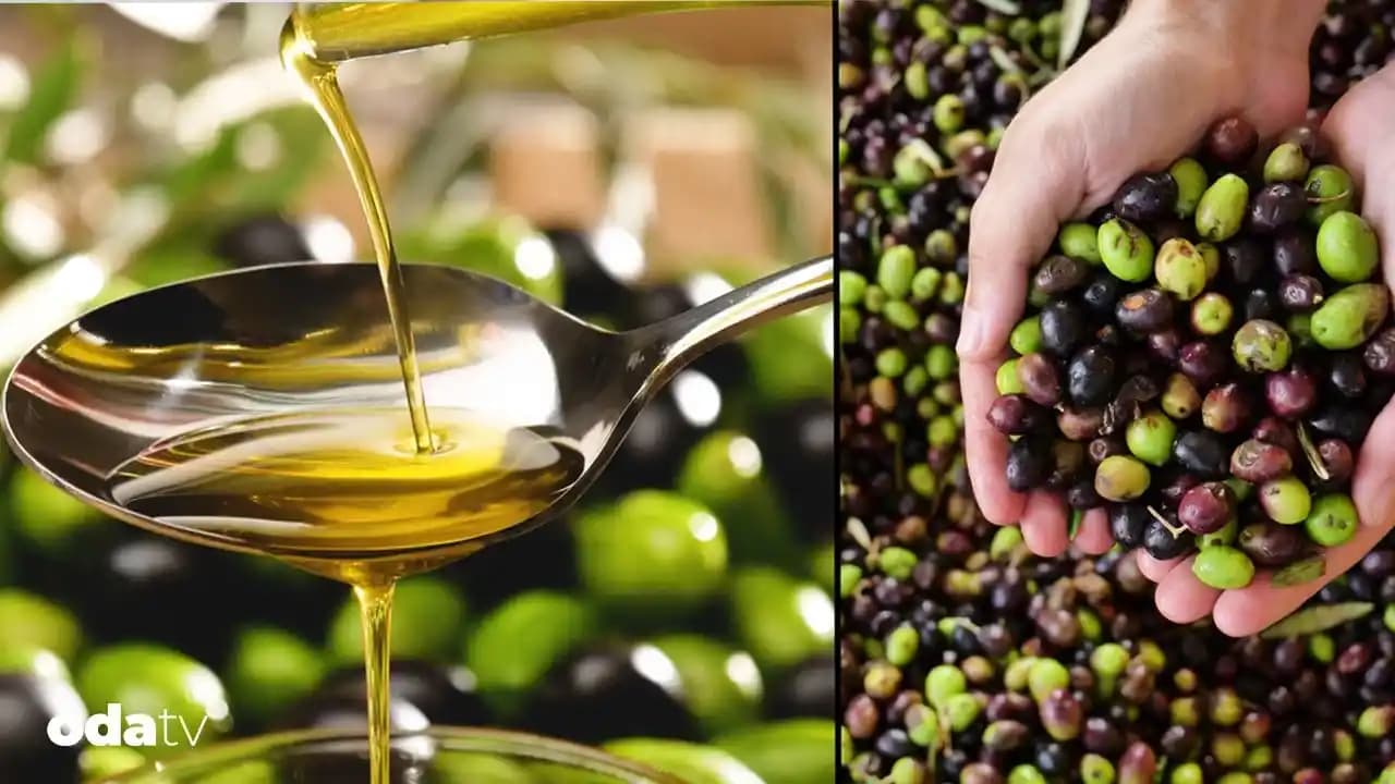 Zeytinyağında Acılık Nedenleri ve Kaliteyi Etkileyen Faktörler Hakkında Bilgi