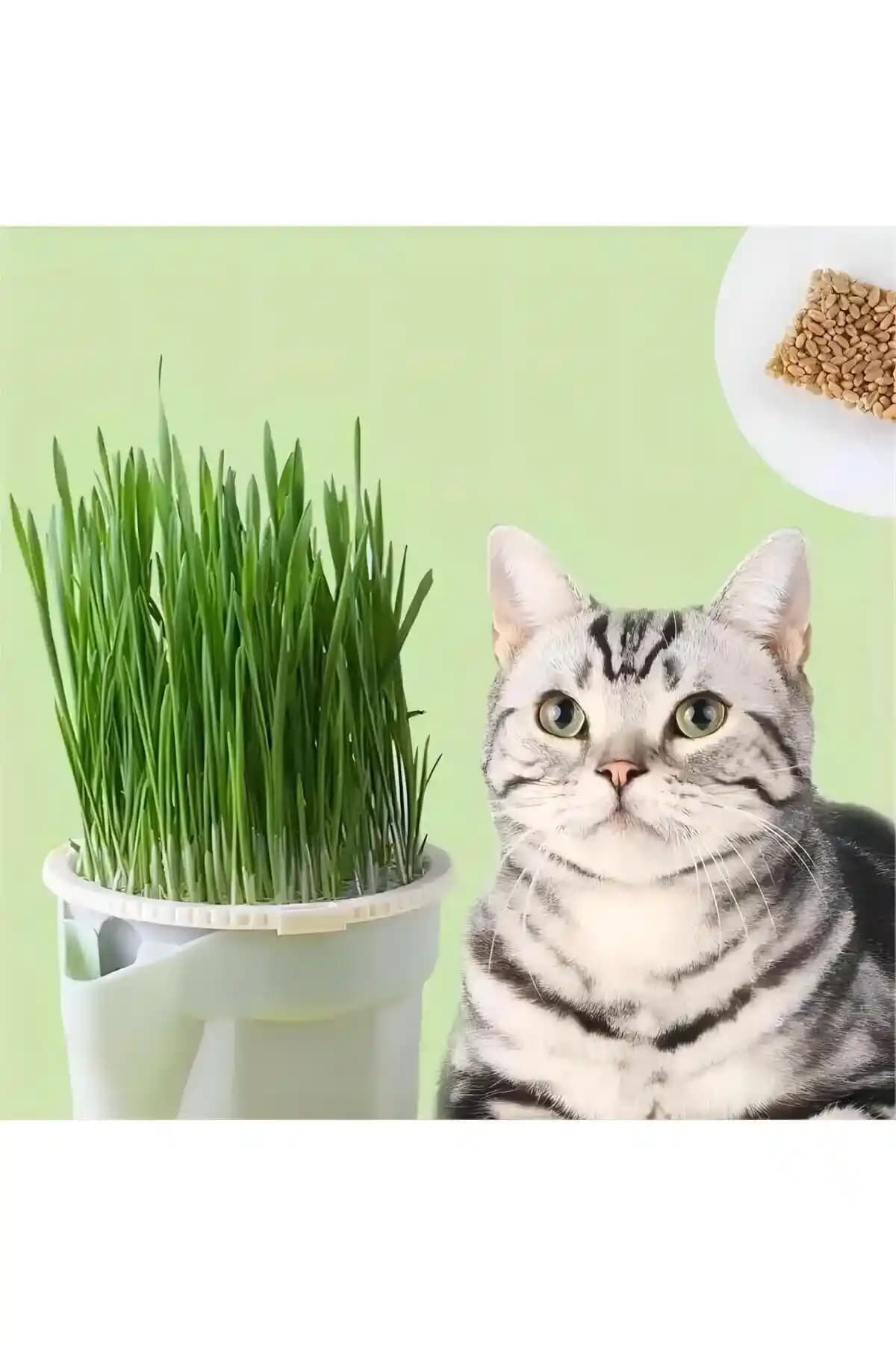 Exelox 1 Topraksız Kedi Çimi Yetiştirme Kiti: Hijyenik ve Kolay Kullanımlı Çim Yetiştirme Çözümü