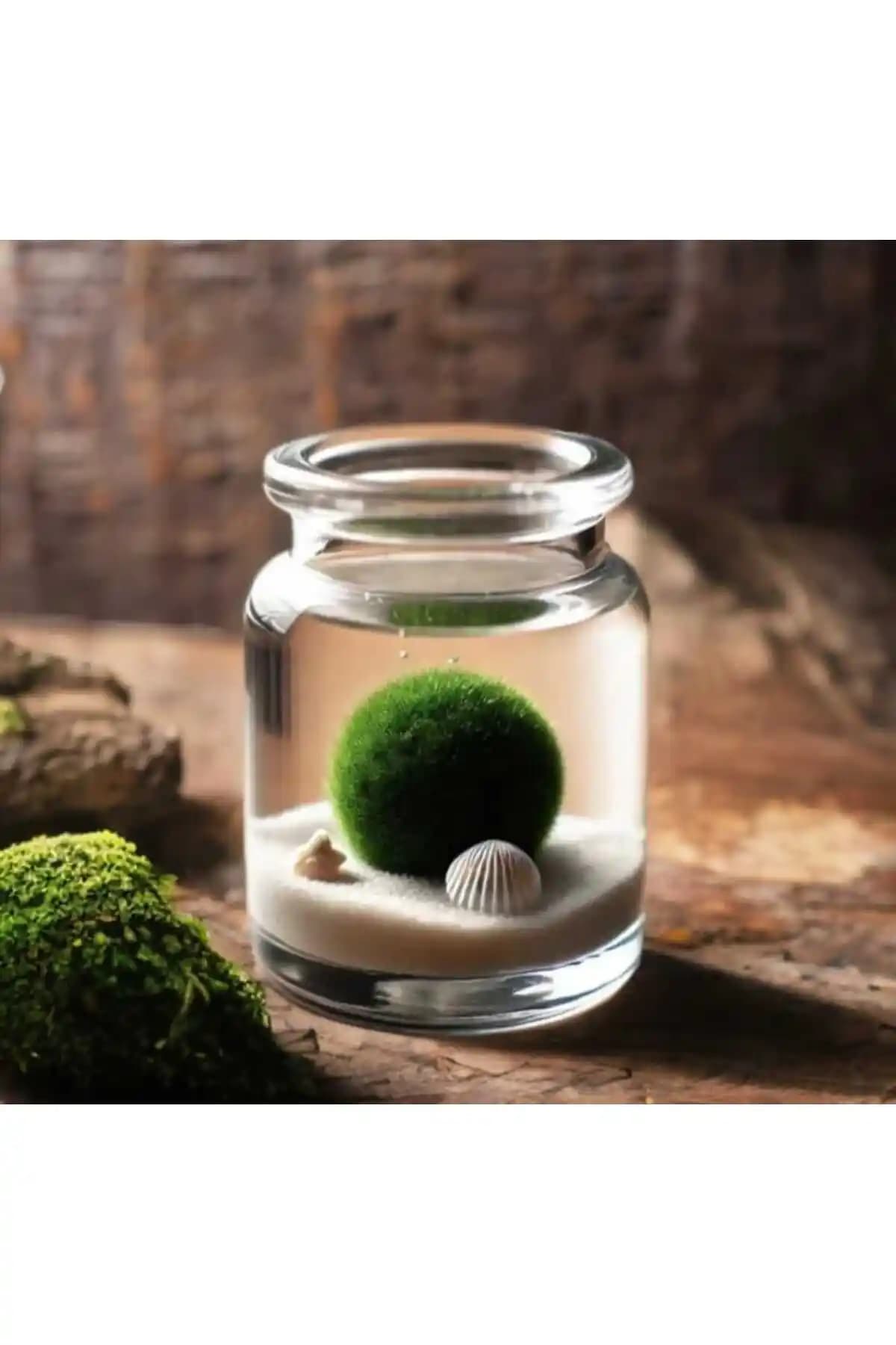 İyişans Marimo Yoğun Bakım Gerektirmeyen Doğal Yosun Topu Dekoratif Parça