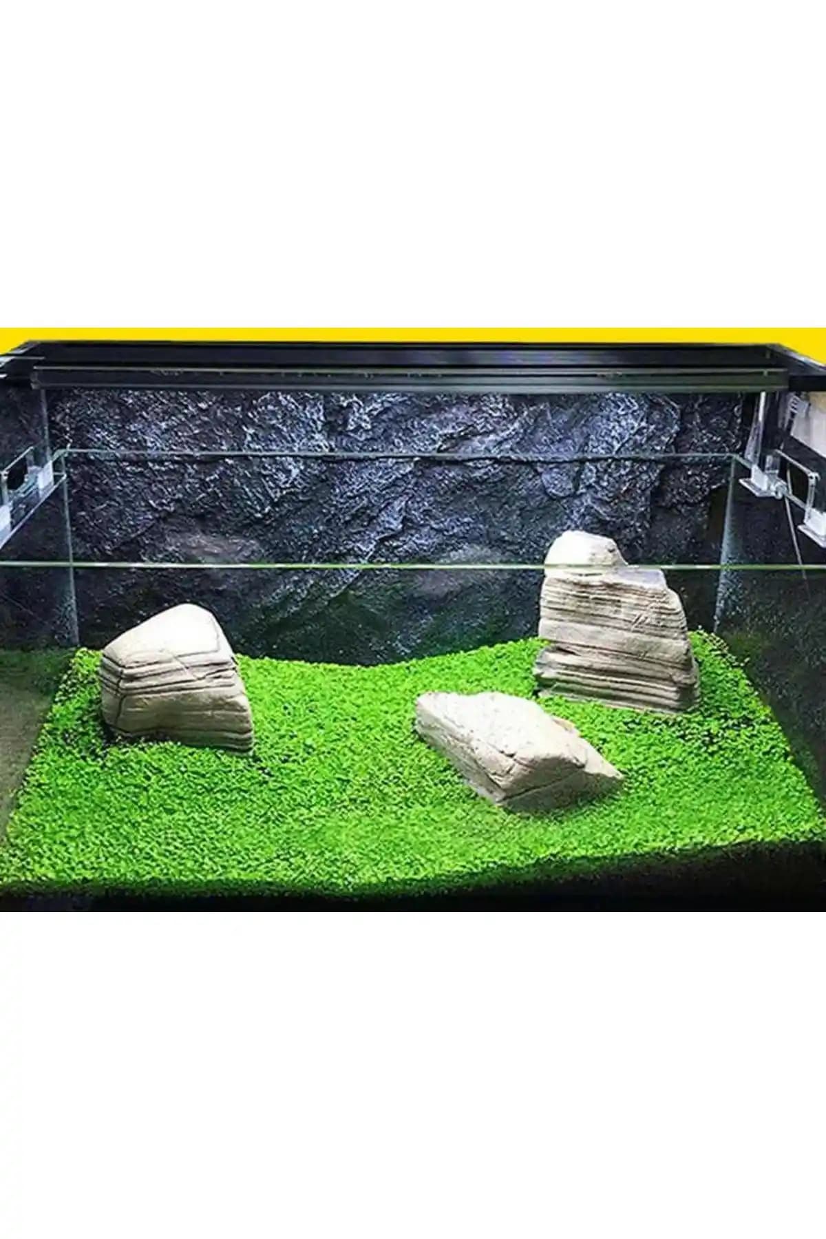 Variegataseeds Su Yoncası Tohumu 10.000+ Adet Doğal ve Estetik Akvaryumlar İçin