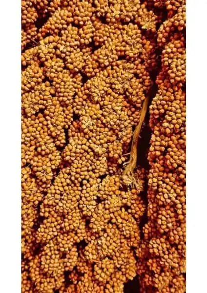 Altın Ekin Kızıl Dal Darı 1 kg: Kuşlar İçin Yüksek Proteinli Doğal Yem Seçeneği