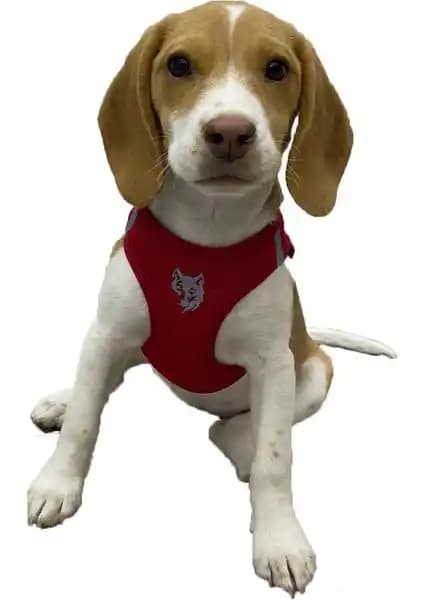 Att Stil Tekstil Köpek Göğüs Tasması Mavi - Güvenli ve Konforlu Köpek Tasma Seçeneği