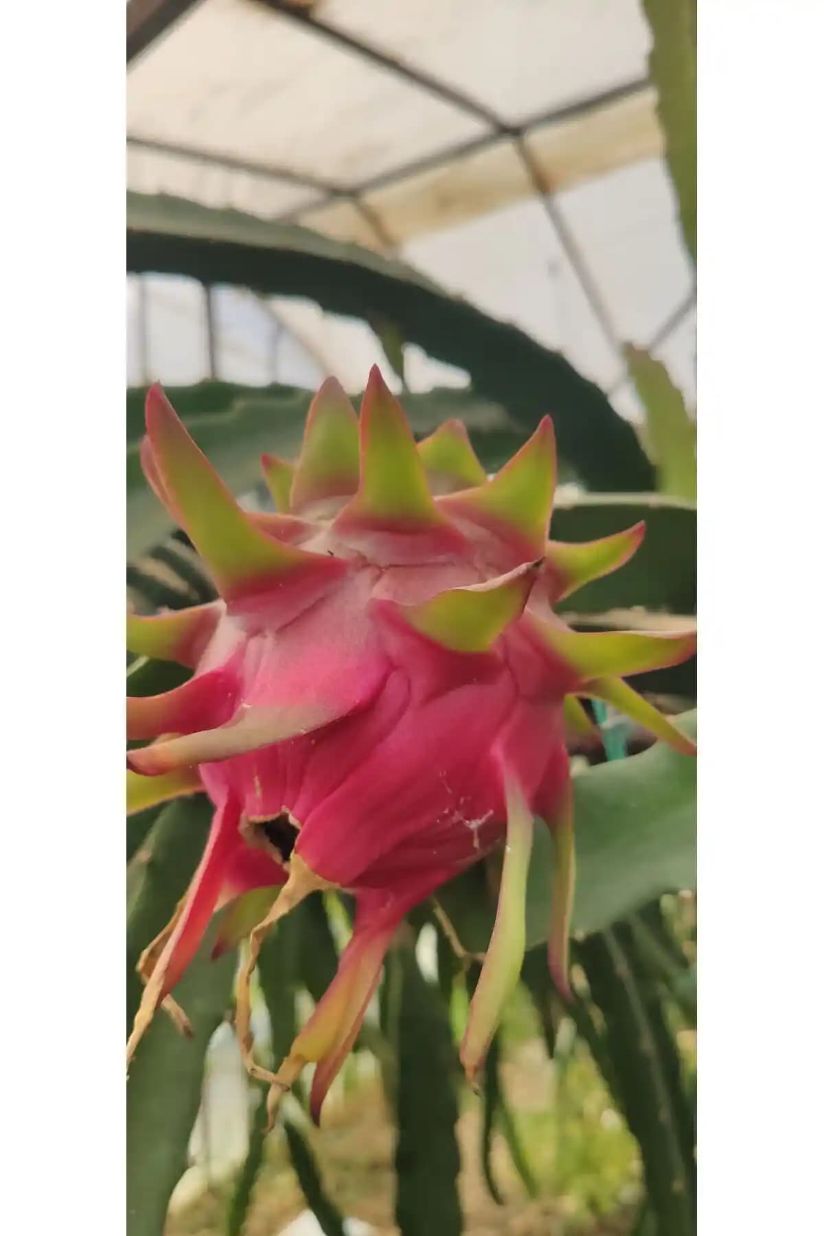 Anamur Meyvecim'den Taze ve Doğal Ejder Meyvesi Pitaya 1 Kg Sağlıklı Lezzet