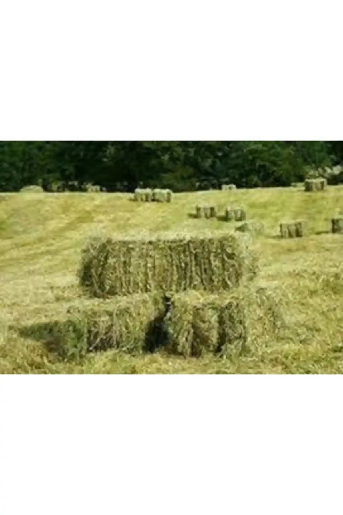 CANYEM Sc Plus Çayır Otu: Kemirgenleriniz İçin Doğal ve Hijyenik Beslenme Seçeneği