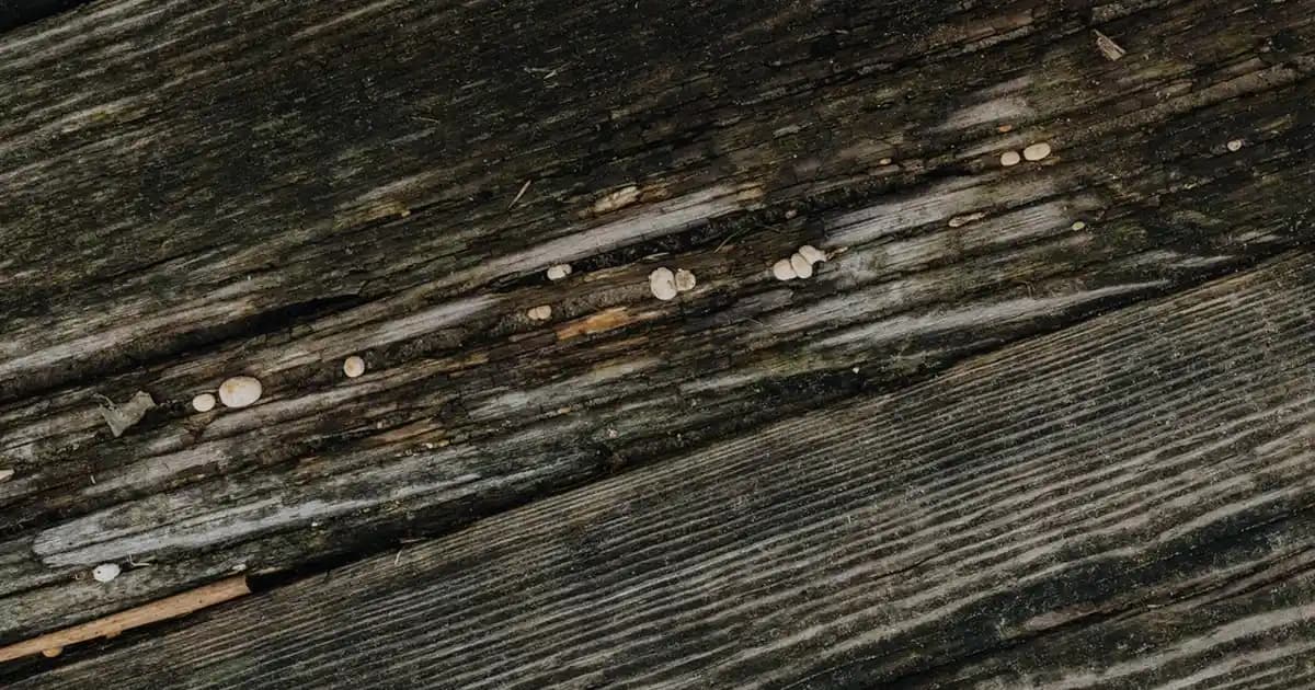 Depresyon ve Düşük Enerji Durumlarında Kolay Hazırlanan Besleyici Yemek Önerileri