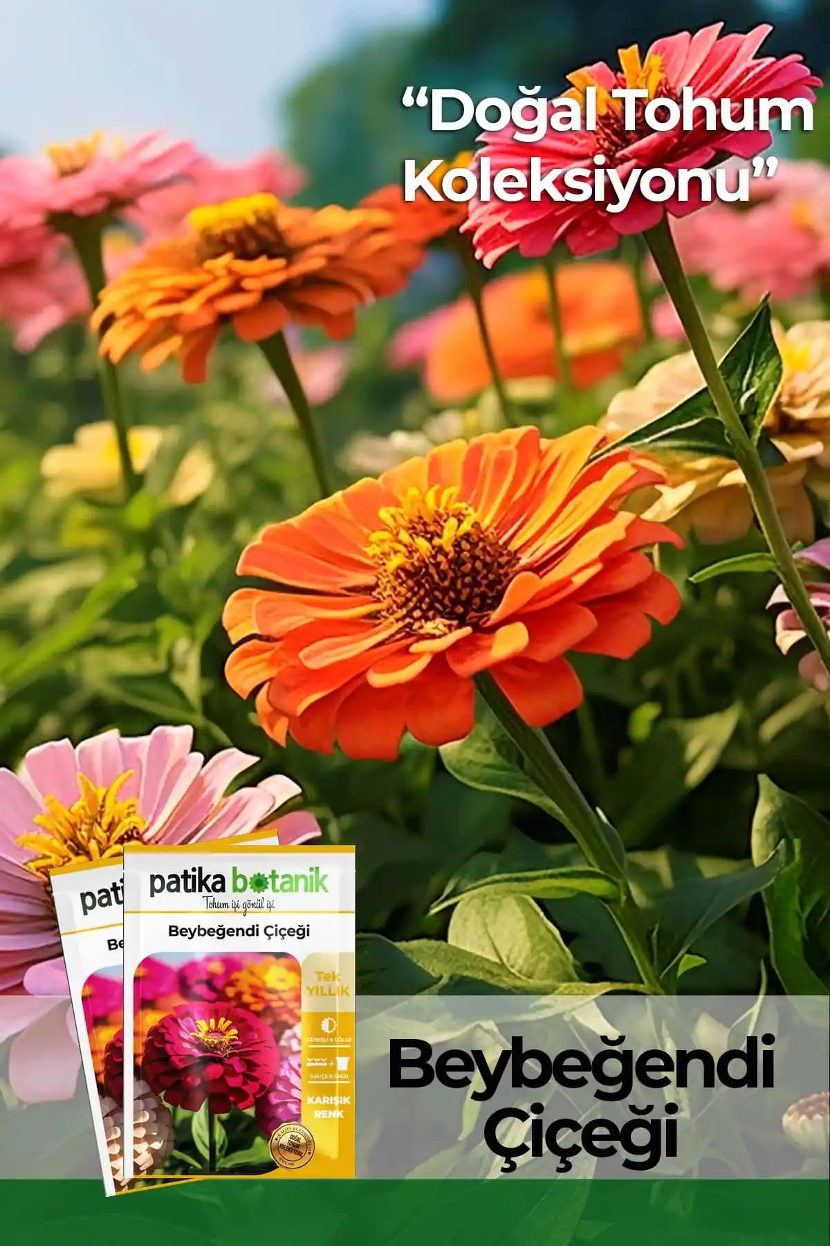 GüçlüTedarik Beybeğendi Zinnia Çiçek Tohumu: Renkli ve Kolay Yetiştirilebilir Bahçe Çiçekleri