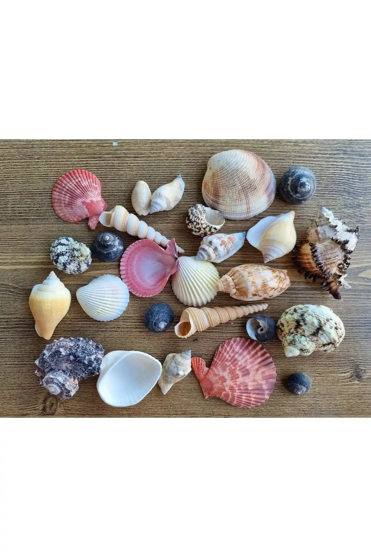 Doğal Deniz Kabukları ile Evinize Deniz Esintisi Katın – Estetik ve Doğal Dekorasyon Ürünleri