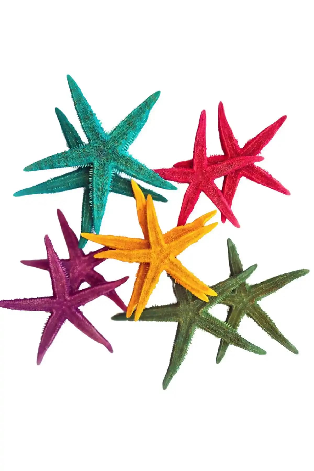 Ev Dekorasyonuna Doğal Bir Dokunuş: Renkli Deniz Yılzları ile Okyanus Esintisi