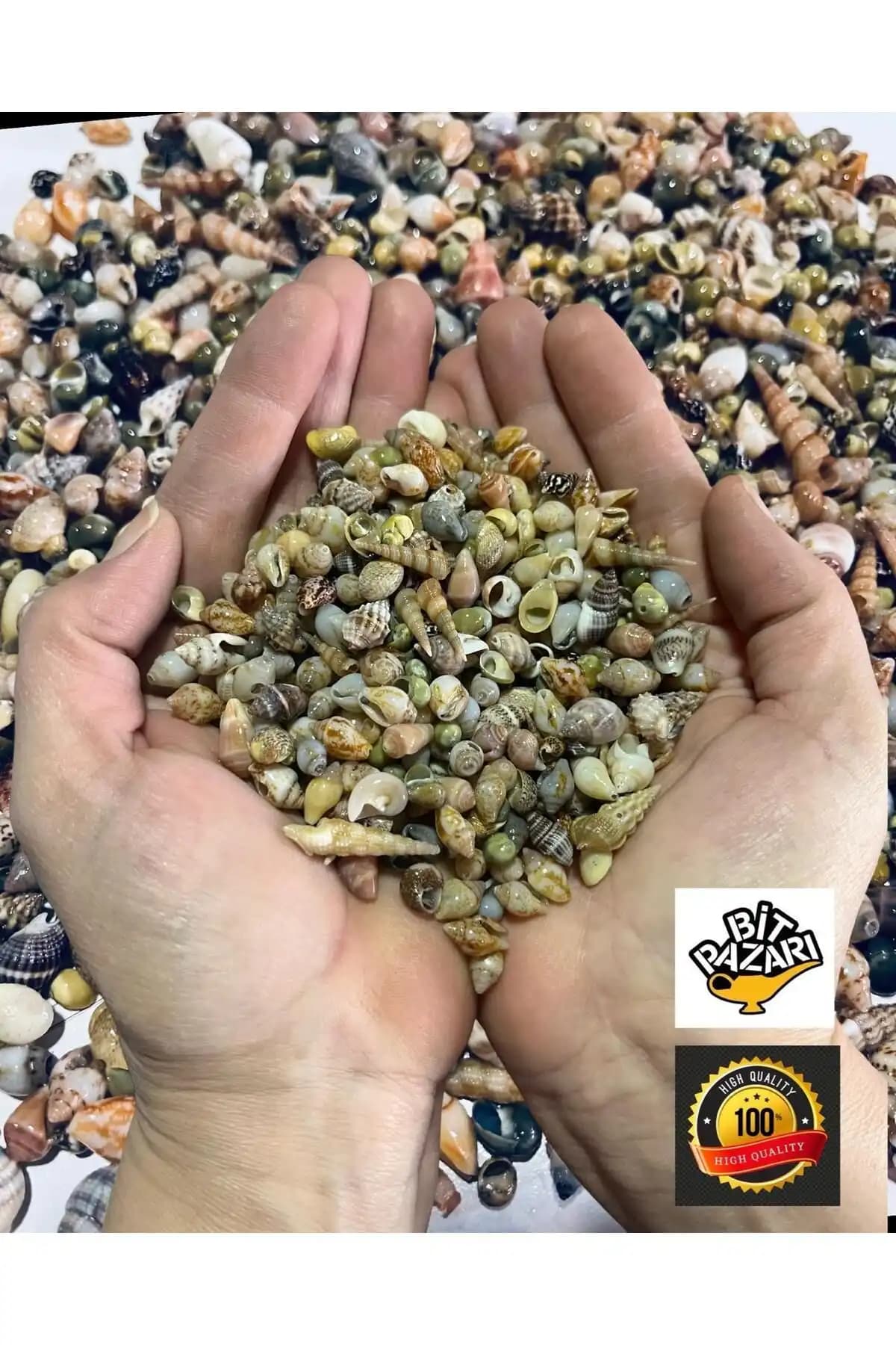 Flea Market Nassa Shell Doğal Minik Deniz Kabukları ile Yaratıcı El Sanatları ve Dekorasyon Fikirleri