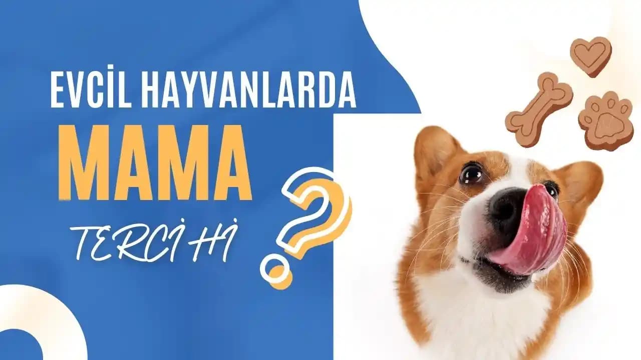 Evcil Hayvan Bakımında Kaliteli Mama ve Veteriner Ziyaretlerinin Sağlık Üzerindeki Rolü