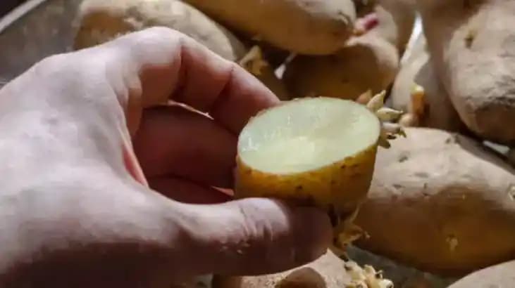 Patateslerin Hızlı Çürümesini Önlemek İçin Doğru Saklama Koşulları ve Yöntemleri