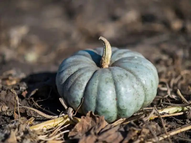 Balkabağı: Ekonomik, Sağlıklı ve Çok Yönlü Mutfak Kullanımı Rehberi