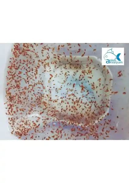 Akvaryum Balıkları İçin Doğal ve Protein Zengini Su Piresi Ürünü Hakkında Bilgiler