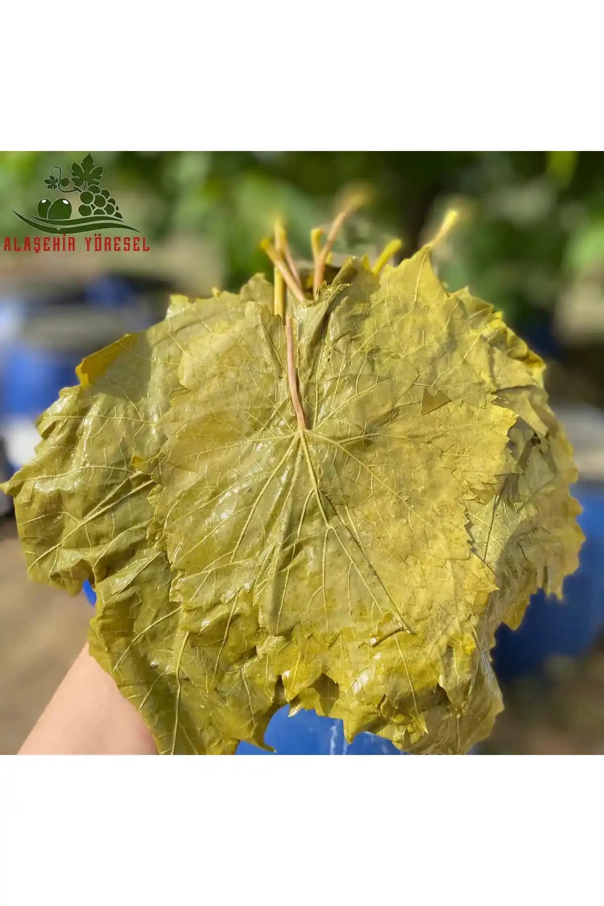 Alaşehir Yöresel Damarsız İnce Mayıs Yaprakları Doğal ve Kolay Kullanım İçin Ideal Seçenek