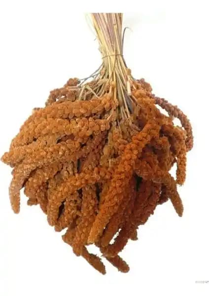 Doğal Kızıl Dal Darı Kuş Yemi Organik Protein ve Vitamin İçeriğiyle Sağlıklı Beslenme