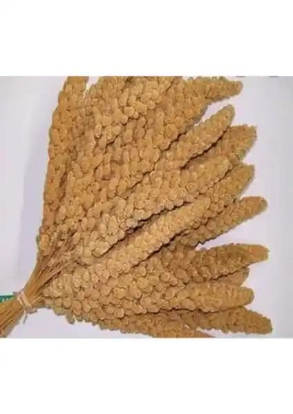 Erva Tohum Dal Darı: Doğal ve Besleyici Kuş Yemi ile Kuş Sağlığını Destekleyin