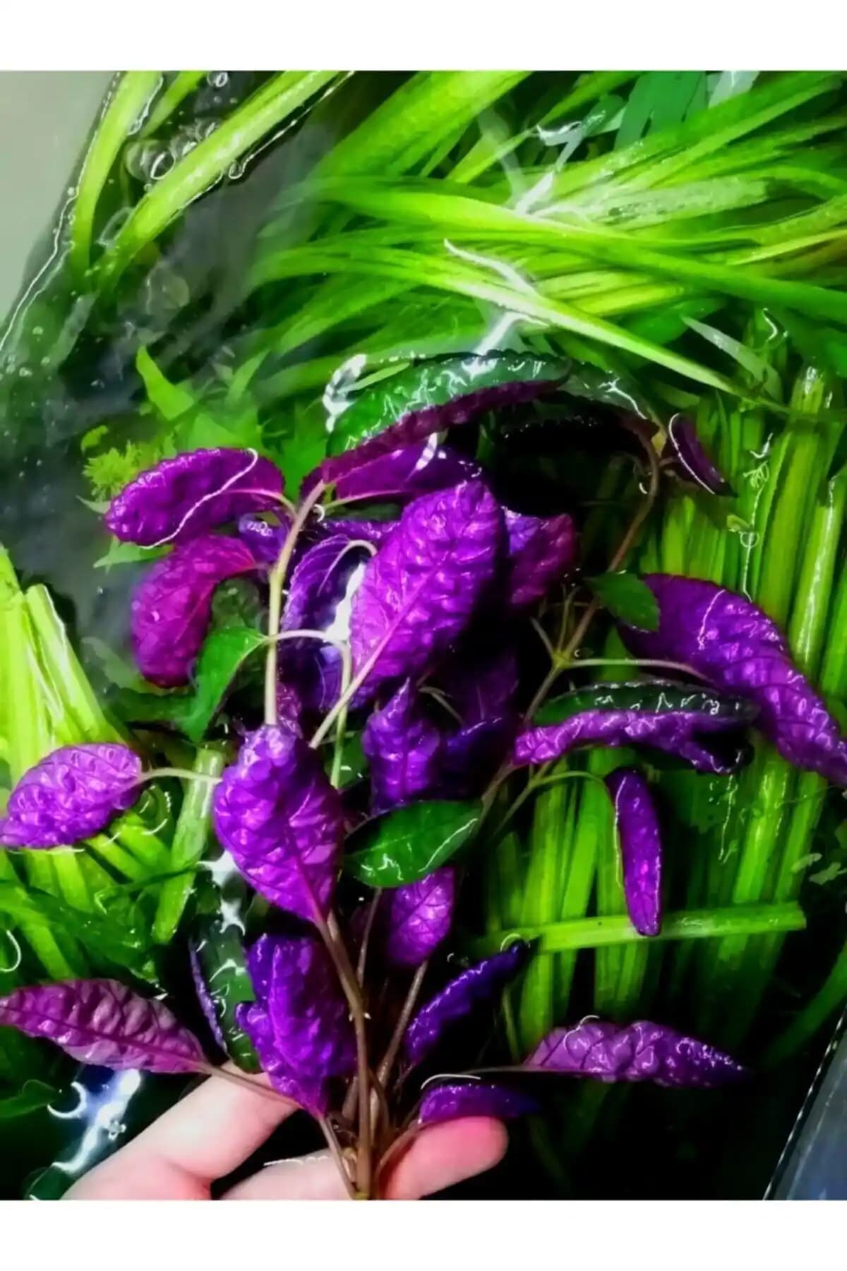 WOOF Hemigraphis Colorado ve WOOF Su Sümbülü Karşılaştırması Akvaryum Dekorasyonu İçin Uygun Seçenekler