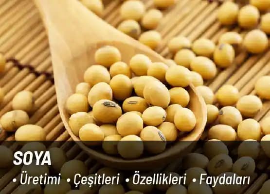 Tofu: Artan Et Fiyatlarına Karşı Uygun Maliyetli ve Besleyici Protein Alternatifi