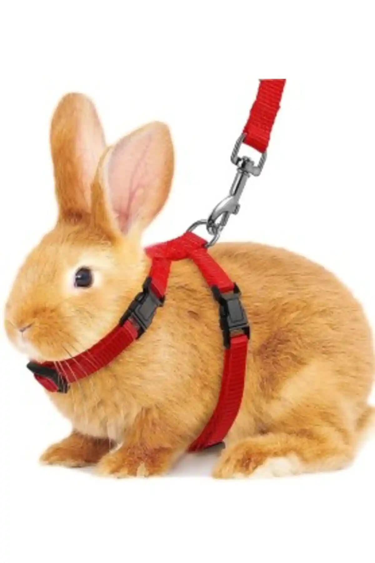 Hebmeyy Tavşan Göğüs Tasması: Güvenli ve Şık Tavşanlar İçin Dayanıklı Tasarım