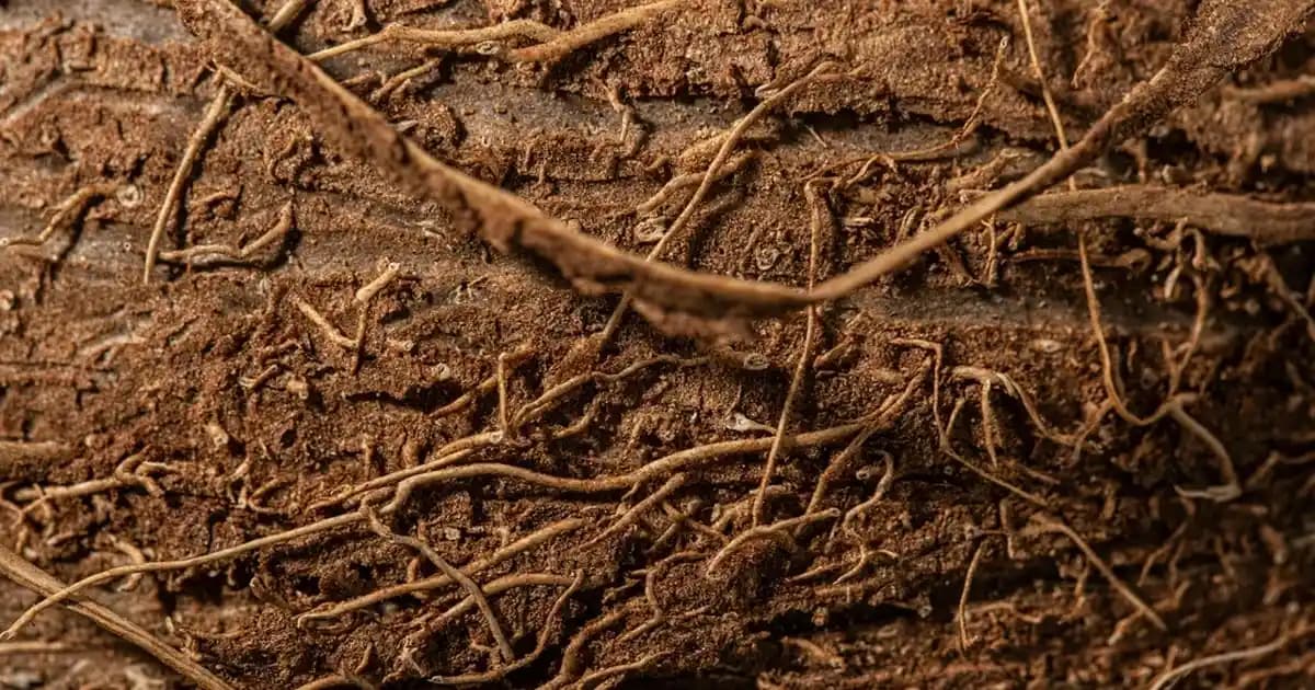 Tavuk Göğsü ve Protein İçeriği: Sağlıklı Beslenmede Yüksek Protein Kaynağı