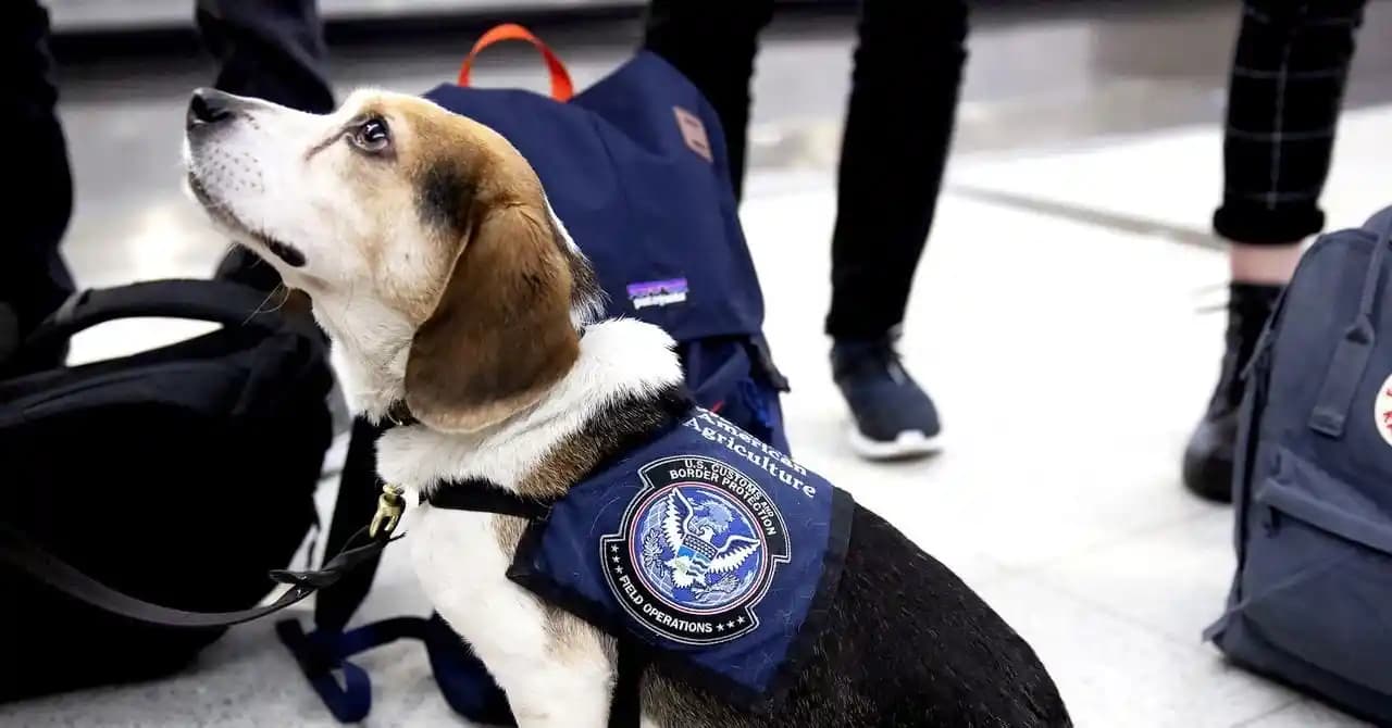 USDA Personel Kesintilerinin ABD Gıda Fiyatları ve İstilacı Türler Üzerindeki Etkileri