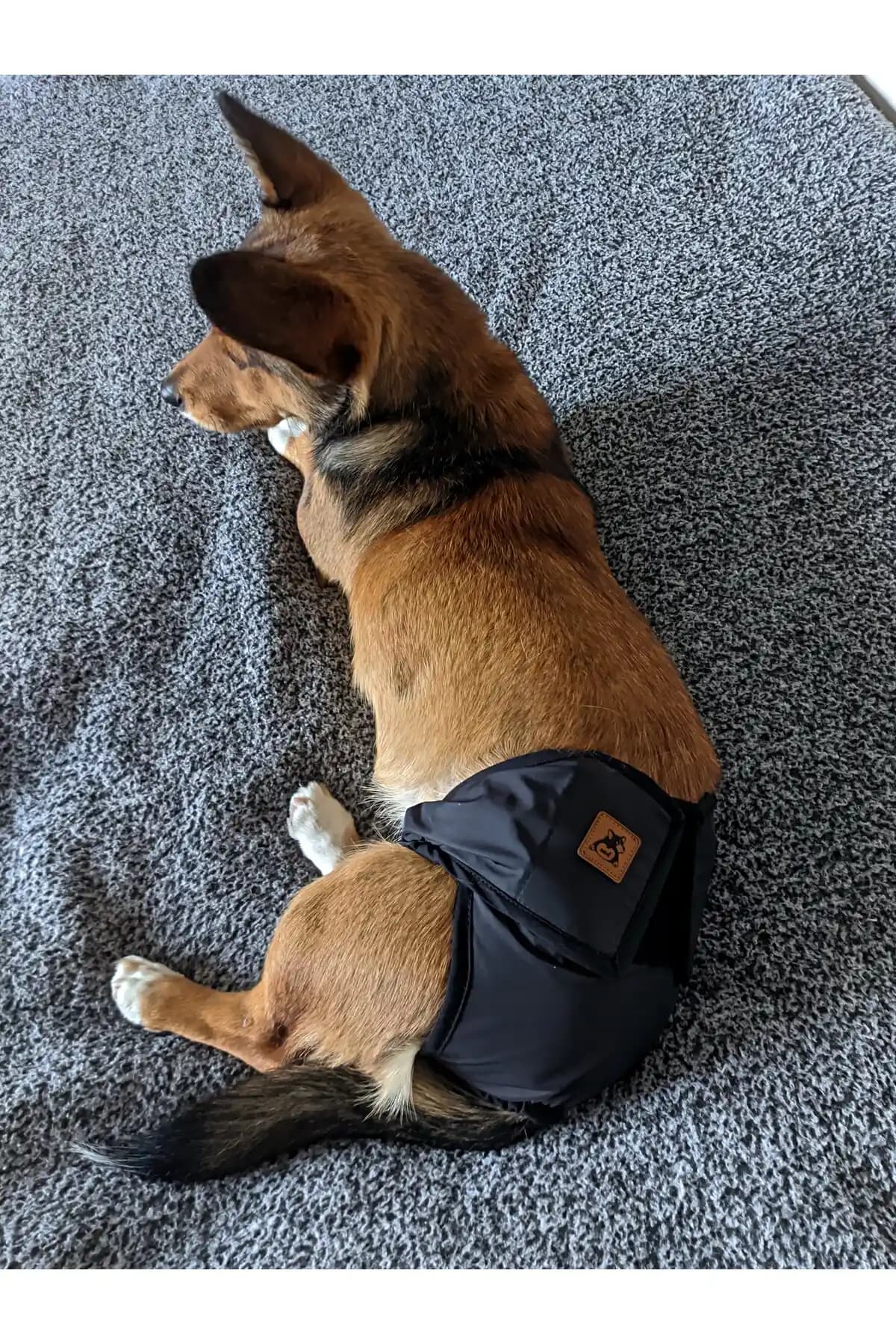 Dişi Köpekler İçin Regl ve Tuvalet Eğitim Külodu: Pedli, Yıkanabilir ve Sıvı Geçirmez Tasarım