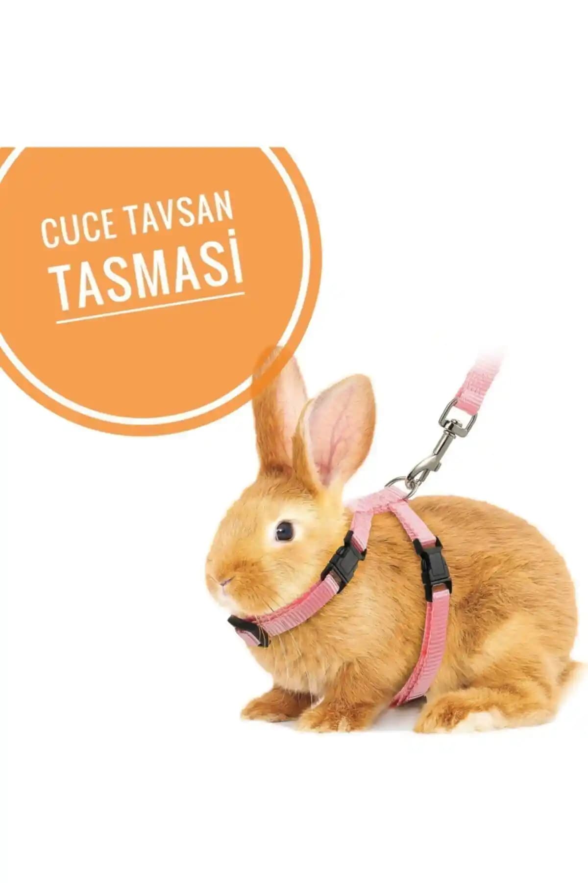 Hollanda Cüce Tavşan Tasmasıyla Güvenli ve Rahat Gezinti: Ayarlanabilirlik ve Hafiflik