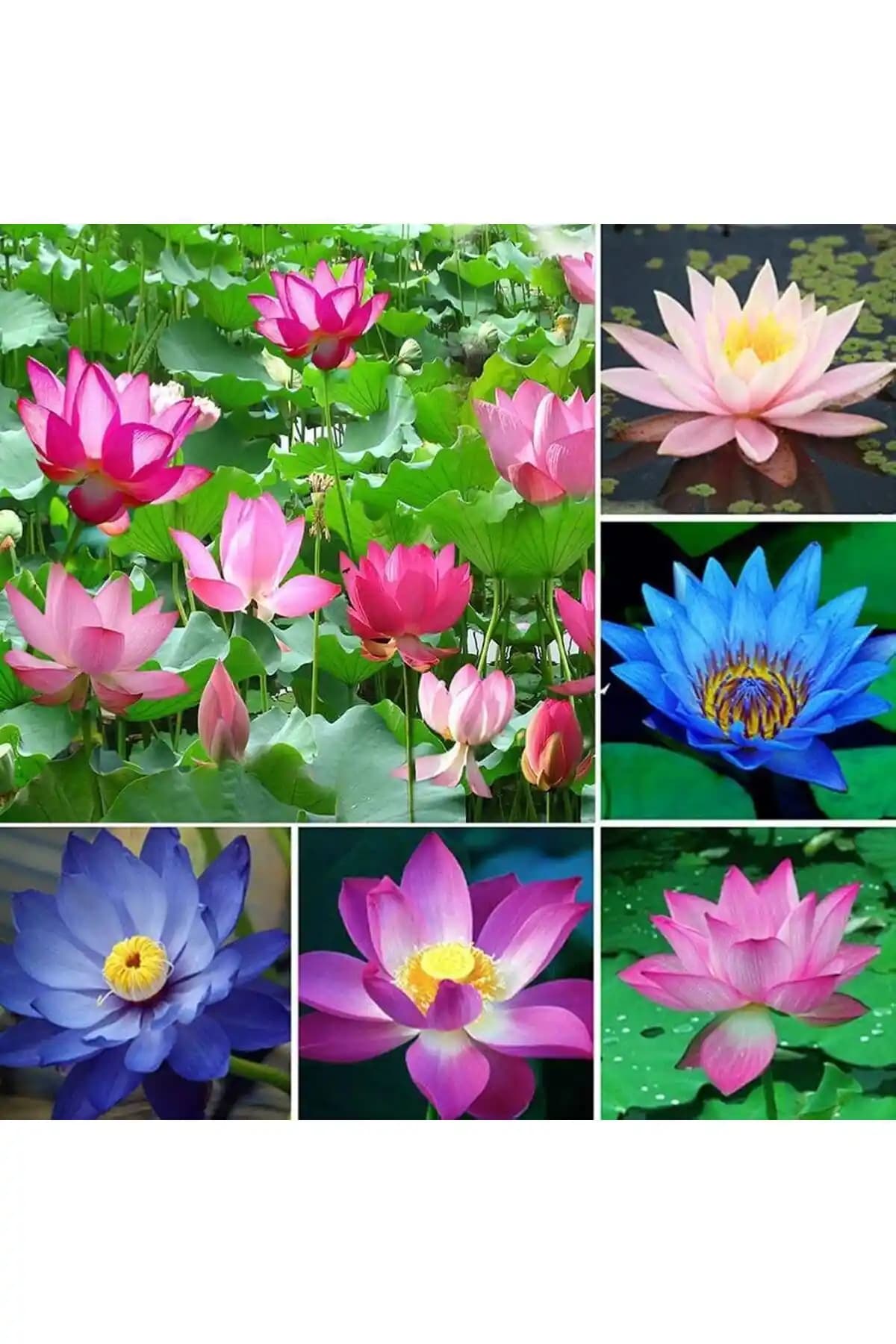 Karışık Renkli Lotus Tohumu Seti Bahçe ve İç Mekan Su Köşeleri İçin Dekoratif Bitki Seçimi