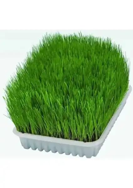 Majo 6 Çeşit Doğal Kedi Otu Mix Karışımı 100 g | Doğal Kedi Çimi ve Sindirim Desteği