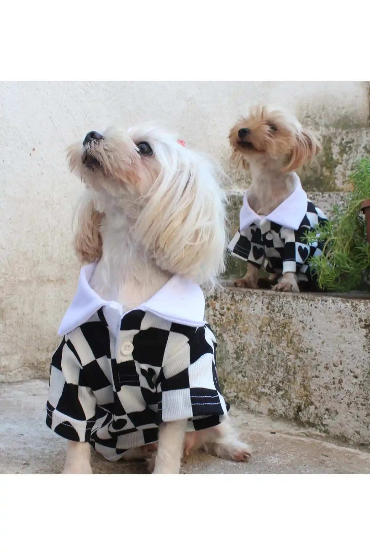 PETITE Polo Yaka Siyah Beyaz Kalpli Kareli Köpek ve Kedi Kıyafeti Modelleri