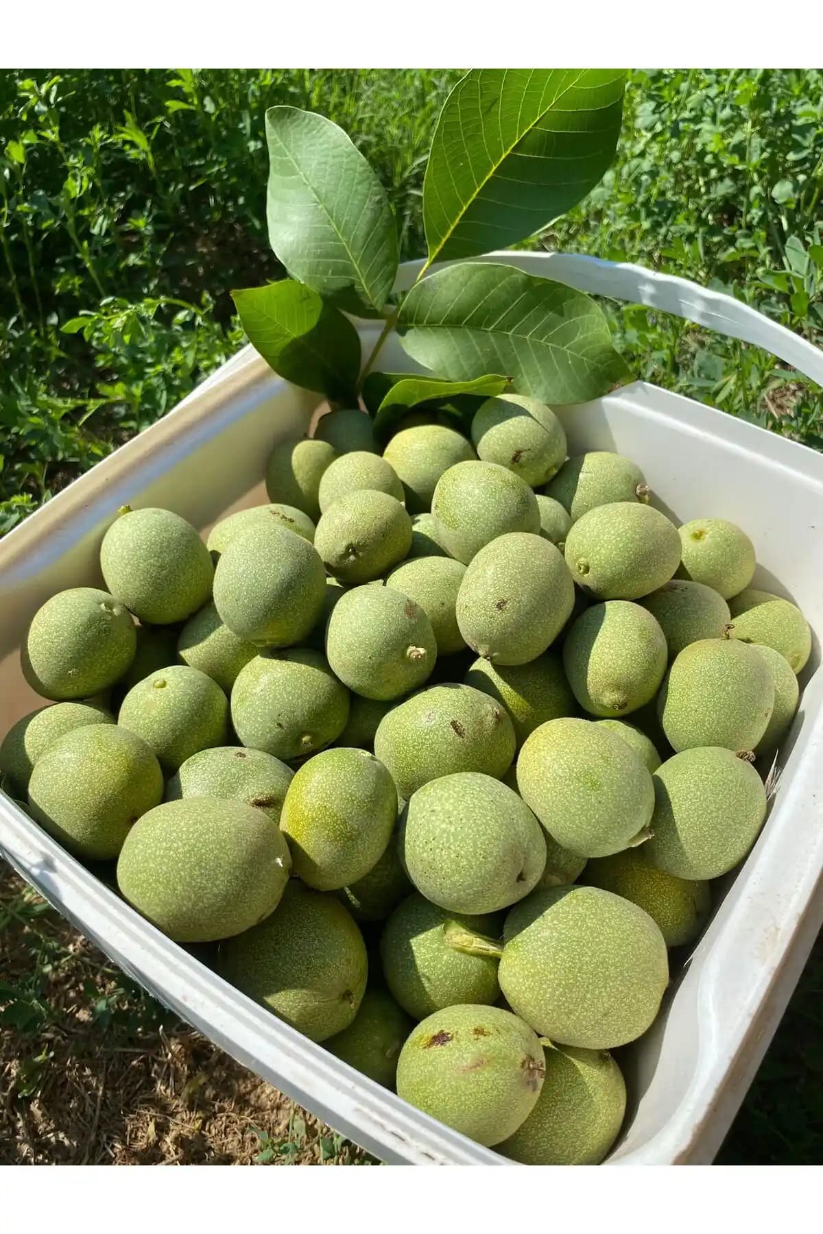 SULTAN CEVİZ BAHÇELERİ Dalından Gelen Yeşil Kabuklu Ceviz 3 kg - Yerli Üretim ve Taze Aroma