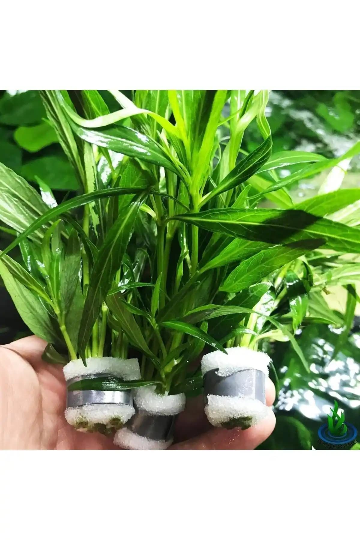 WOOF Hygrophila Parvitota Sert Yapraklı Akvaryum Bitkisi – 5 Dal, Dayanıklı Yeşil Bitki