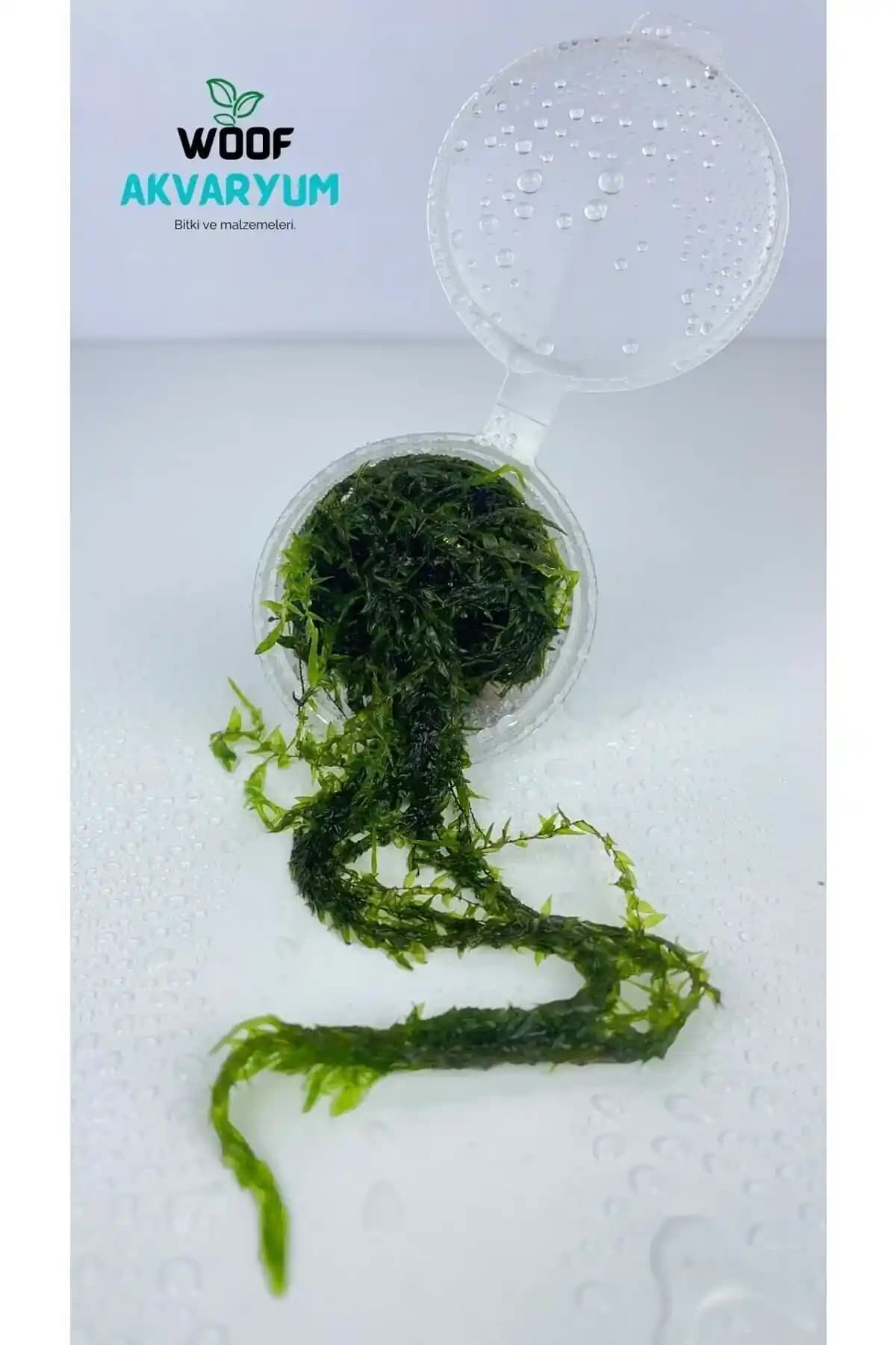 Akvaryum Seçimi ve Bakımı İçin Temel Prensipler ve Woof Akvaryum Üzerine Bilgiler