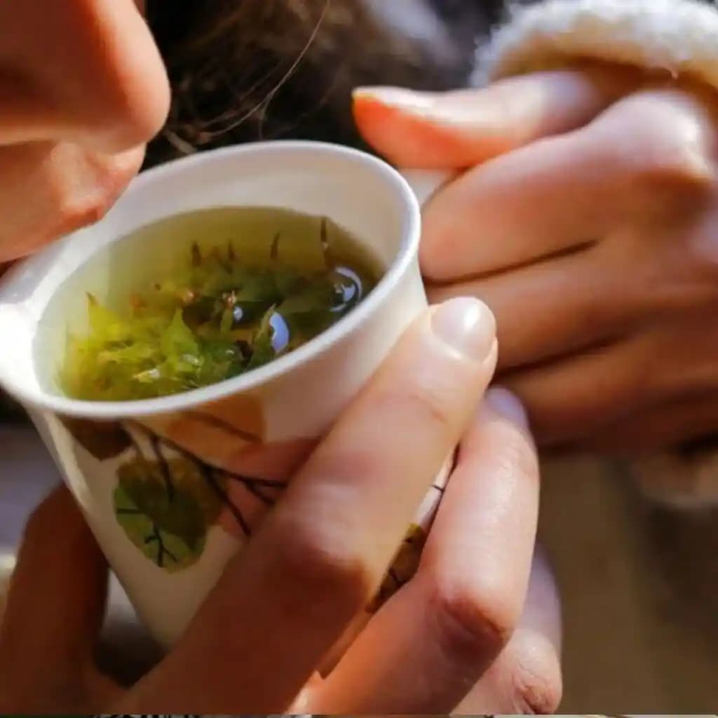 Anne Sütünü Artıran Bitki Çayları: Bilimsel Gerçekler ve Güvenli Kullanım İpuçları