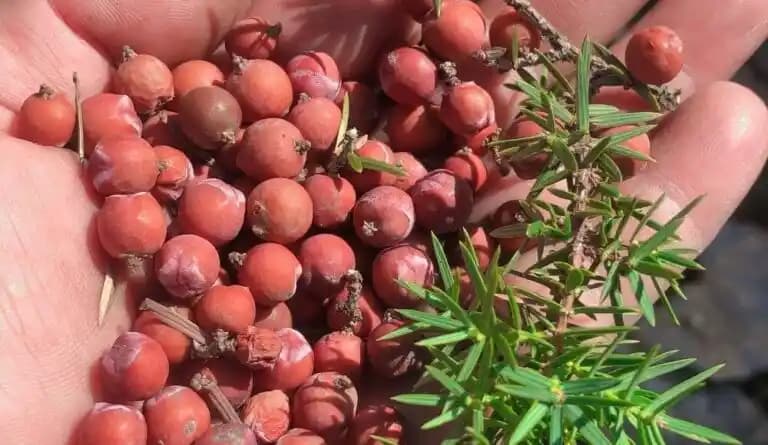 Ar<dı>ç Tohumu Nedir ve Kullanım Alanları: Doğal Kaynak ve Çok Yönlü Faydalar