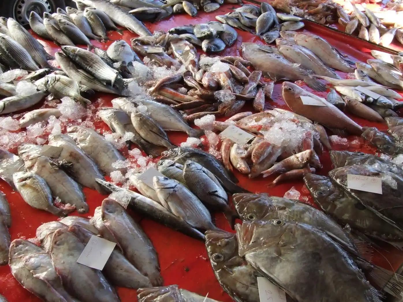 Balık Hali: Taze Deniz Ürünlerinin Merkezi ve Güncel Trendler