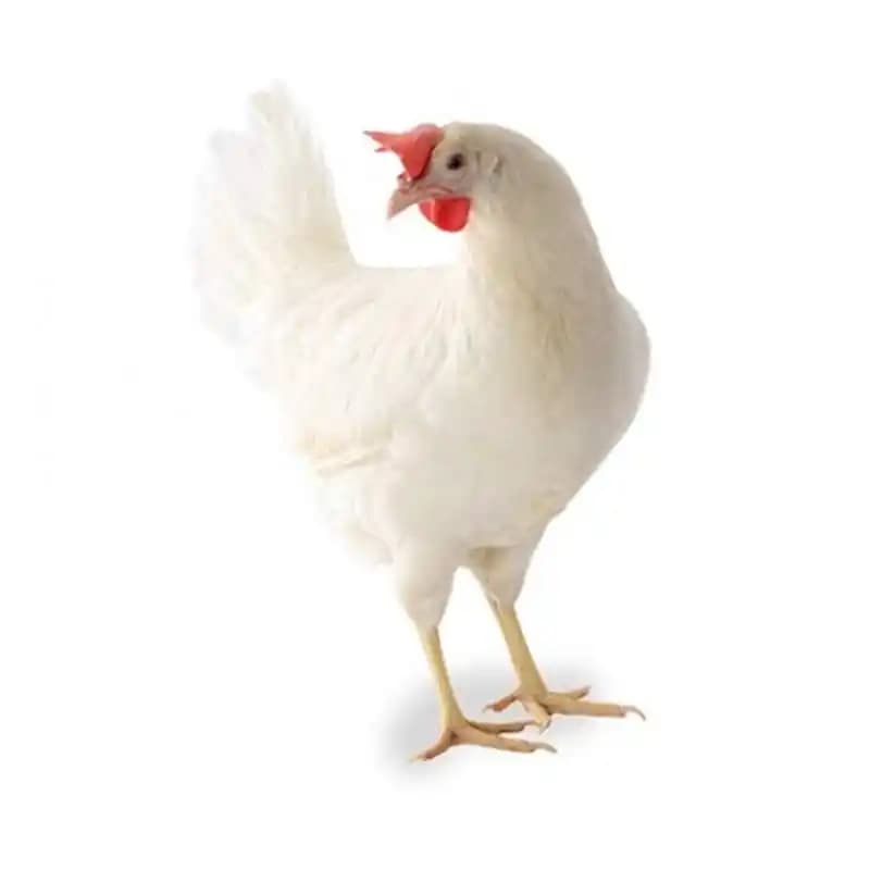 Beyaz Tavuk Cinsleri ve Özellikleri: Çeşitlilik, Kullanım Alanları ve Popüler Irklar