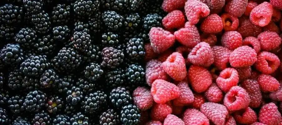 Böğürtlen ve Ahududu Arasındaki Temel Farklar: Renk, Boyut ve Kullanım Tercihleri