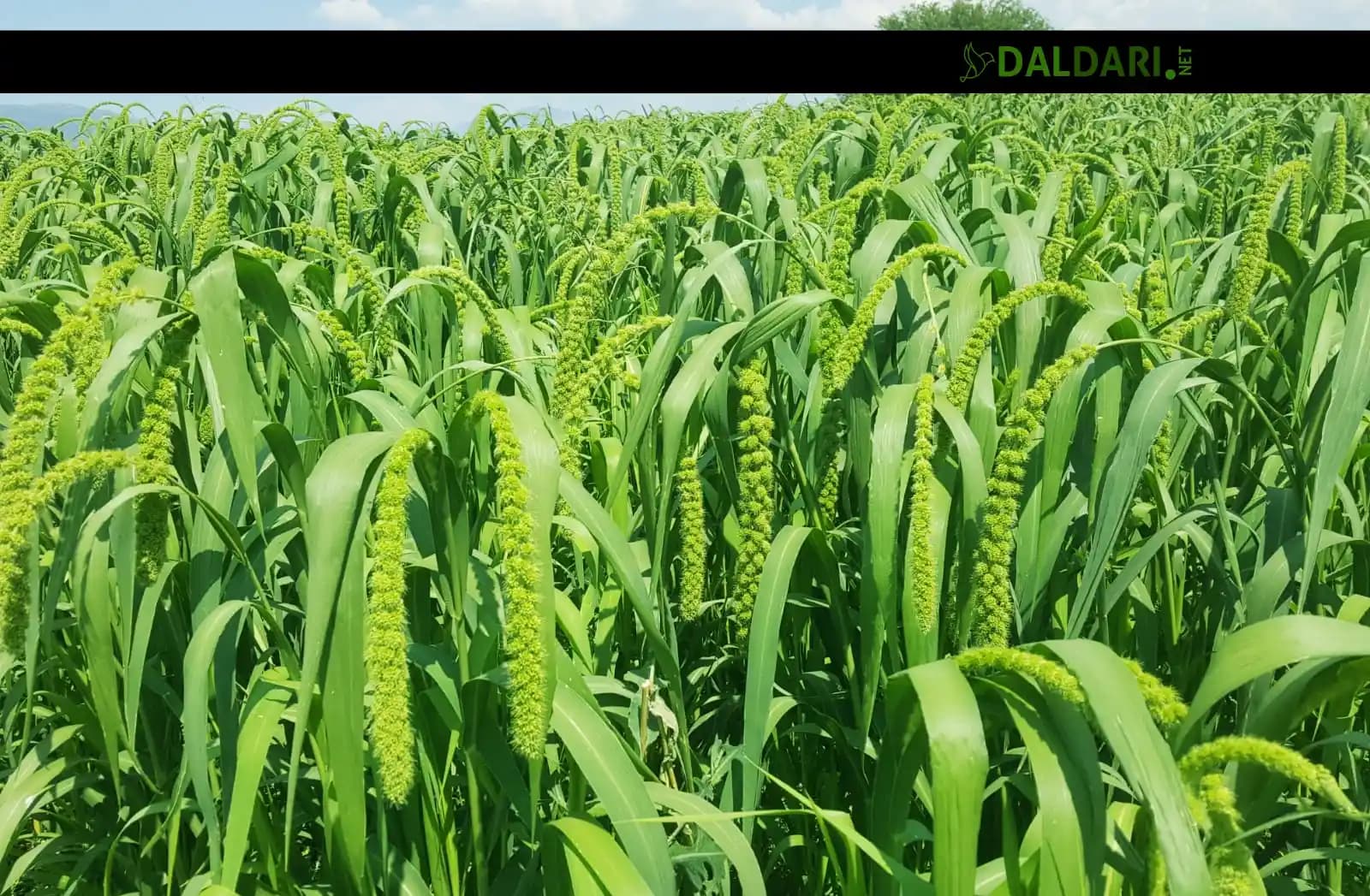 Darı Çeşitleri ve Tarımsal Önemi: Beslenme ve Hayvancılıkta Kullanım Alanları