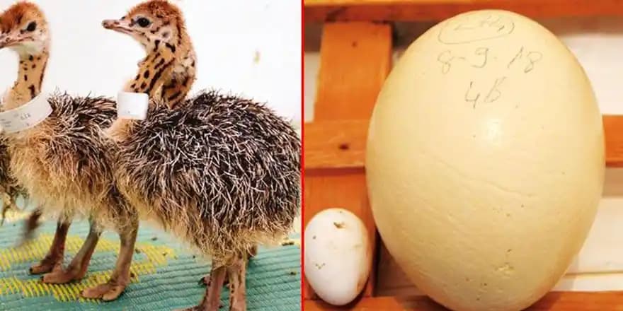 Deve Kuşu Eti ve Piyasa Durumu: Fiyatlar ve Erişilebilirlik Analizi