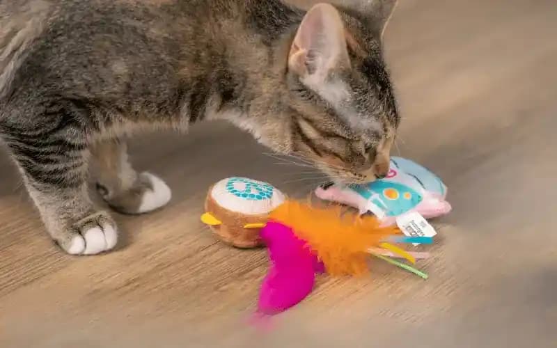 En İyi Kedi Oyuncakları: Güvenli ve Eğlenceli Seçenekler ile Kedinizin Mutluluğu