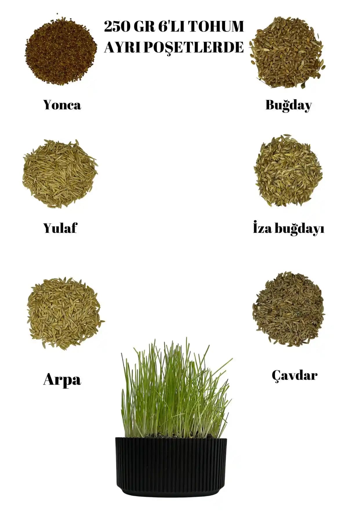 Evde kolayca yetiştirilebilen buğdaydan kedi çimi ile kedinizin sağlığını destekleyin