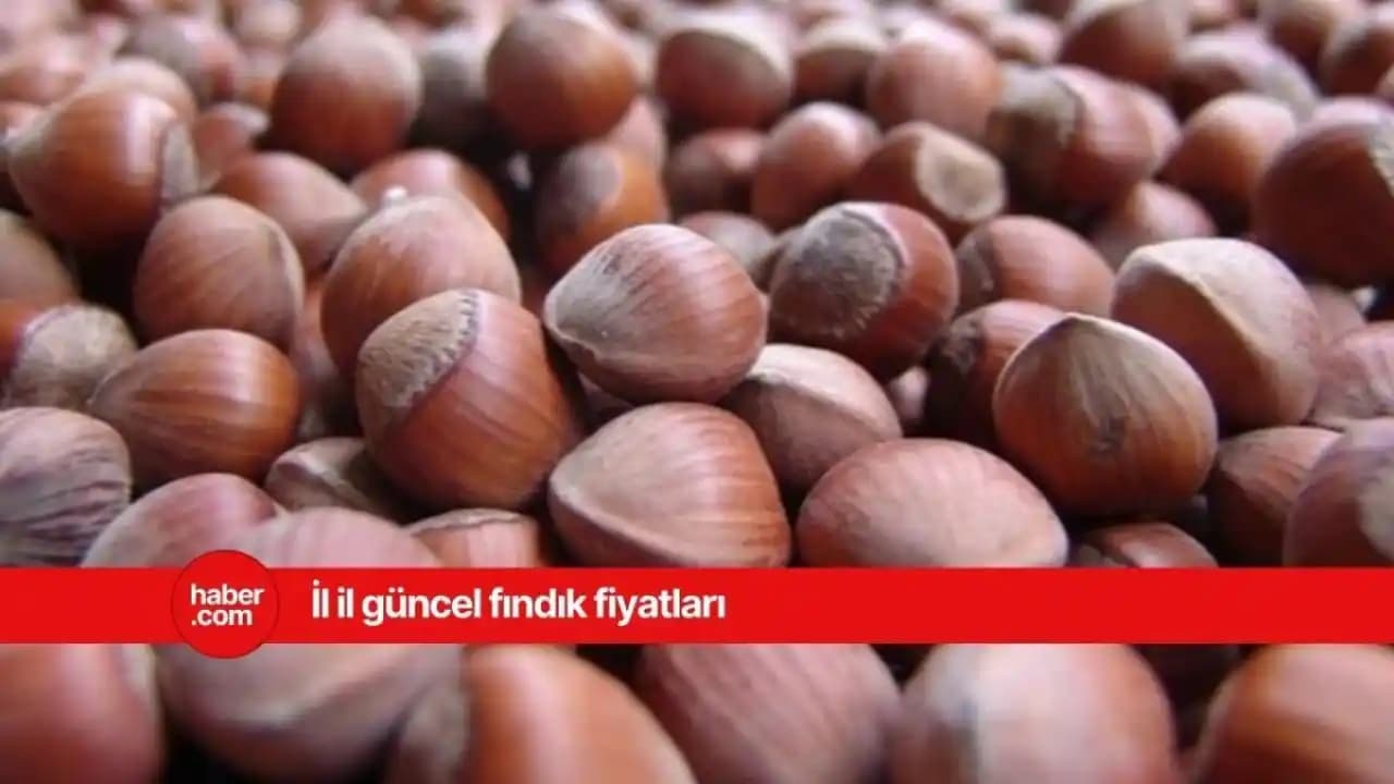 Fındık Piyasası ve Çarşamba Fındık Borsası Güncel Fiyat Analizi