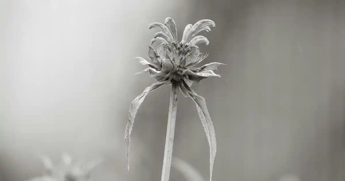 Finish Powerball 80 Tablet ile Pratik ve Güçlü Bulaşık Temizliği Çözümü