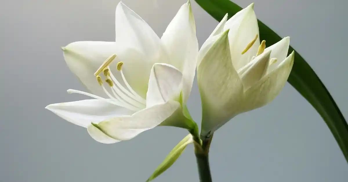 Glazür ve Dr. Oetker Ürünleriyle Tatlılarınızda Şıklık ve Lezzet Artışı