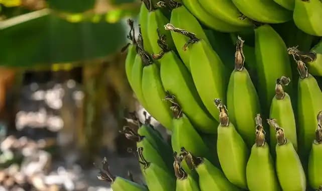 Güncel Muz Fiyatları ve Piyasa Koşulları Hakkında Detaylı Bilgi